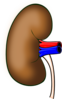 Human Kidney Clip Art