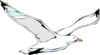 Flying Sea Gull Clip Art