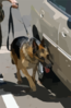 Chico, A Military Working Dog, Leads His Trainer Around A Vehicle During A Daily Training Exercise. Clip Art