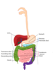 Digestive Small Intestine Clip Art