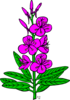 Purple Fireweed Clip Art
