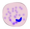 Monocyte Clip Art
