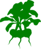 Green Beets Clip Art
