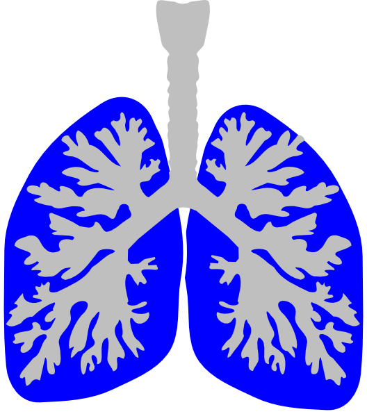 lungs clipart vector - photo #28