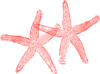 Two Red Starfish  Clip Art