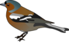 Male Chaffinch Bird Clip Art