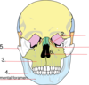 Figure 15-5 Facial Bones Clip Art