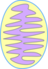 Mitochondria Color Clip Art