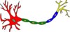 Neuron-colored Clip Art