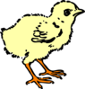 Chick In Color Clip Art