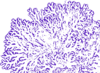 Dark Purple Coral Reef Clip Art