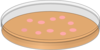 Orange Petri Dish With Pink Bacterial Colonies Clip Art