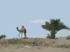 Camel Palm Tree Desert Clip Art