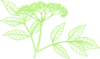 Elderberry (variation Green) Clip Art