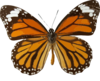 Orange Butterfly Clip Art