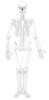 Skeleton Anterior Clip Art