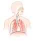 Unlabelled Respiratory System No Background Clip Art