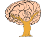 Brain Tree Clip Art