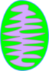 Mitochondria Green Clip Art