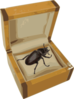 Beetle In A Box Clip Art