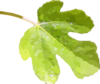 Fig Leaf 2a Clip Art