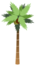 Palm Tree With Coconuts Clip Art