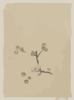 [a Tree Branch With Blossoms] Clip Art