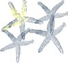 Starfish Prints 3 Blue Clip Art