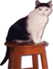 Cat On Stool Clip Art