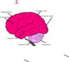 Brain And Lables Clip Art