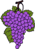 Grape Cluster Clip Art