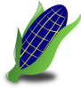 Blue Corn Clip Art