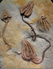 Mississippian Period Fossils Image