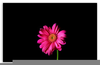 Pink Daisy Clipart Free Image