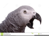 African Grey Parrot Clipart Image