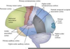 Neocortex Brain Function Image