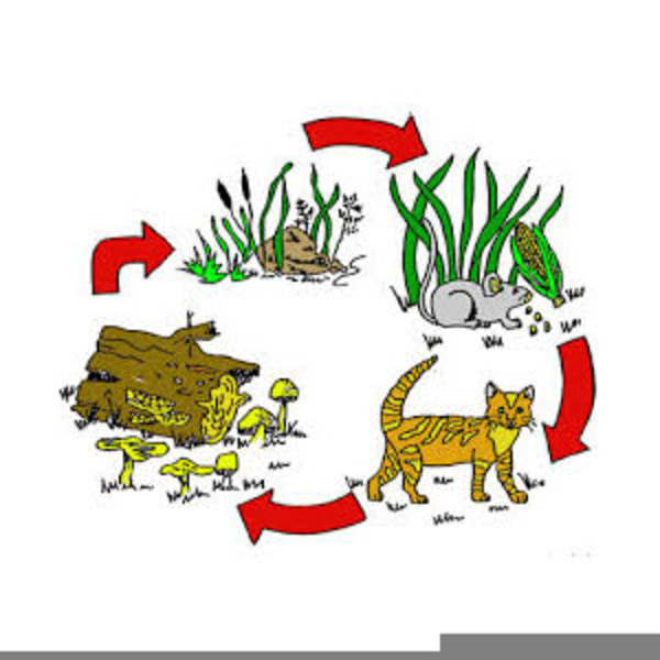 Food Chain Clipart | Free Images at Clker.com - vector clip art online,  royalty free & public domain