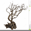 Tree Clipart Roots Image