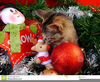 Merry Christmas Cat Clipart Image