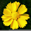 Yellow Daisy Flower Image