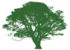 Tree For Invitation Clip Art