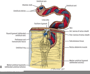 Umbilical Cord Anatomy Image