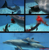 Dolphin Giving Birth Image