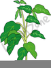 Free Clipart Of Lima Beans Image