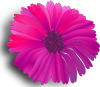 Pink Flower 13 Clip Art