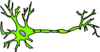 Yfp Neuron Without Myelin Clip Art