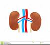 Funny Kidney Clipart Image