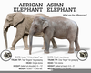 Clipart Of Elephants Image