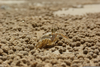 Sand Bubbler Crab Image