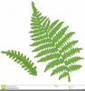 Silver Fern Free Clipart Image
